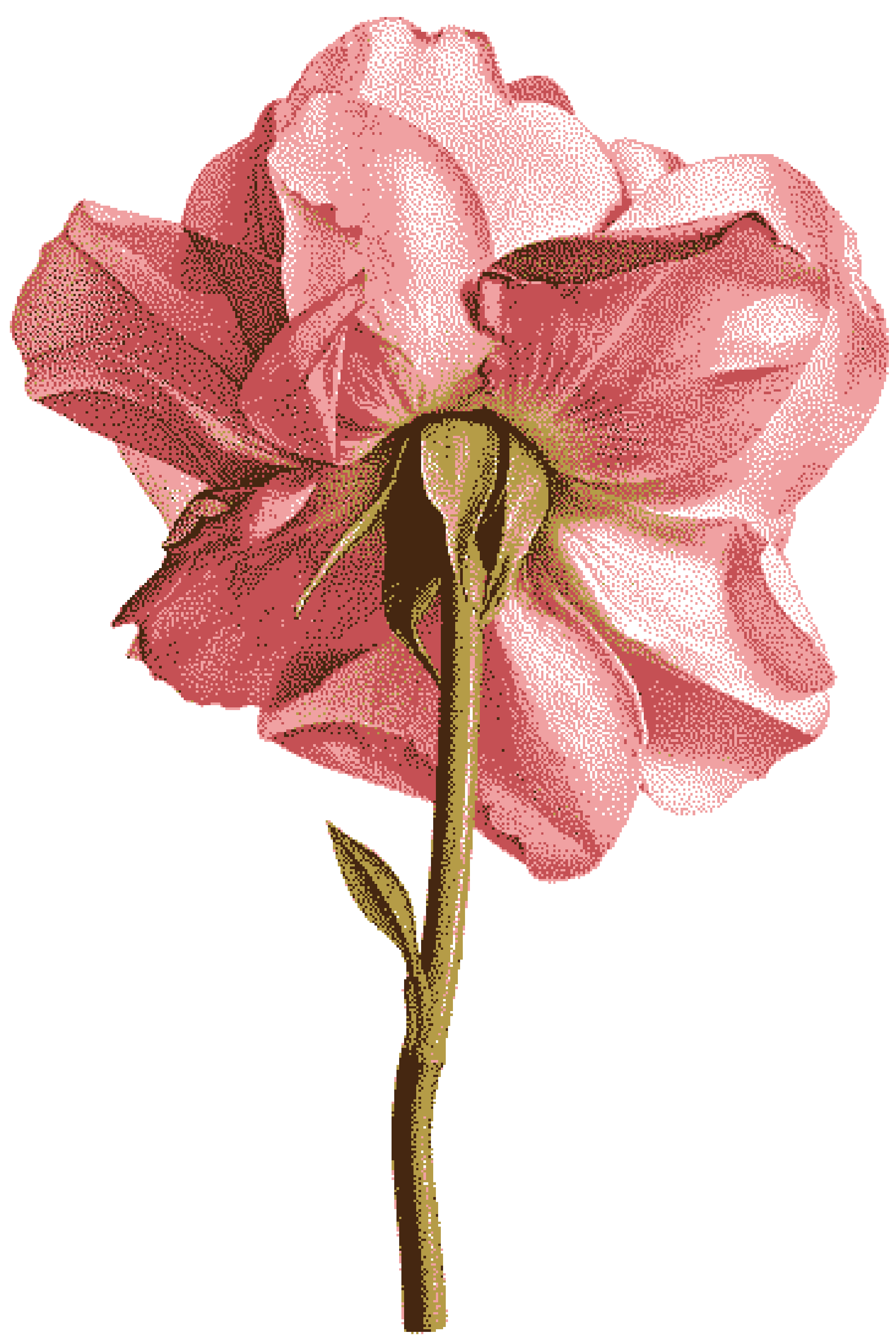 Flor rosa