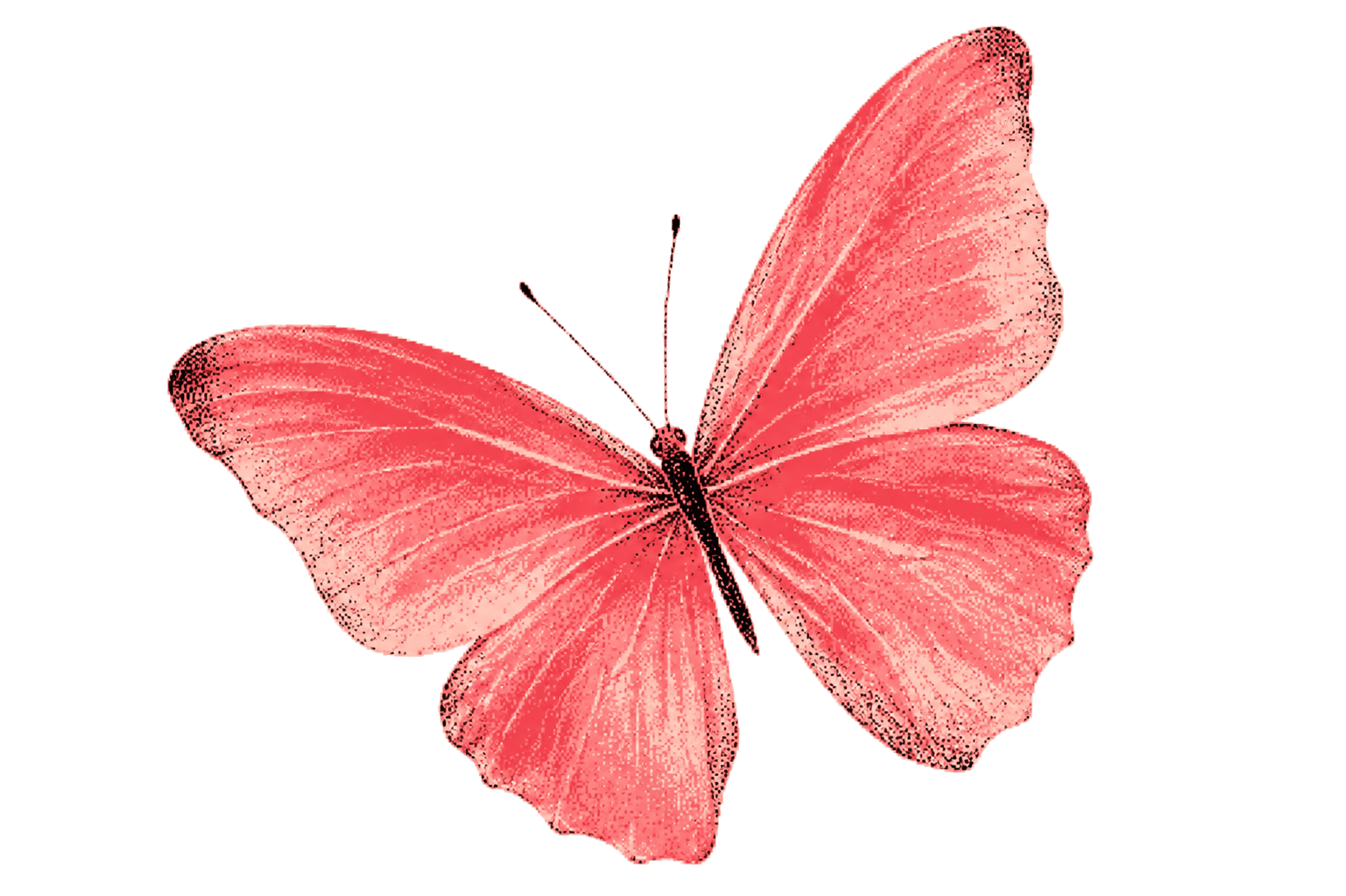 Mariposa de Metamorfosis