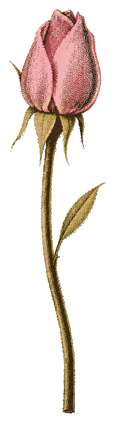 Flor de Metamorfosis