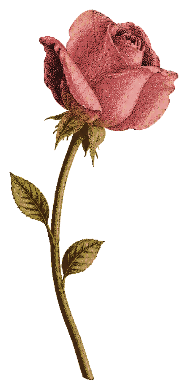 Flor de Metamorfosis